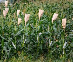File:240px-Maize 7.jpg