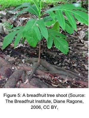 File:Fig6.webp