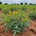 File:120px-4.27.webp