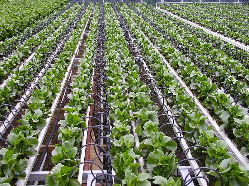 File:800px-960px-greenhouse.jpg