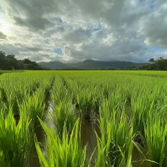 File:240px-2.11 farm.jpg