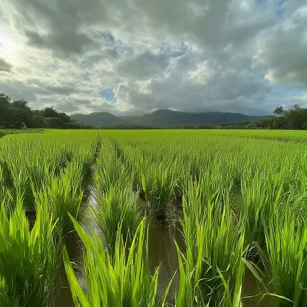 File:600px-2.11 farm.webp