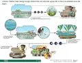 File:120px-11.3 page-0001.webp