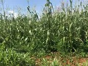 File:180px-960px-Maize.webp