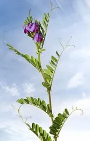 File:180px-G28.webp