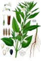 File:82px-SPLANT.png