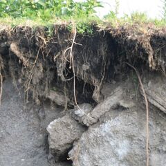 File:240px-Img-ch-5.jpg