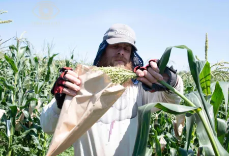 File:450px-Maize 6.webp