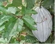 File:180px-YTH.webp