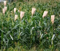 File:20260410180608!240px-Maize 7.webp