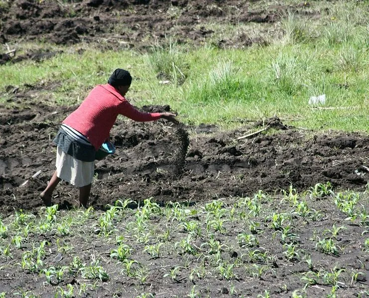 File:20260410180612!741px-890px-Manure spreading Hlokozi 2007 11 29.webp