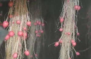 File:300px-GTP2.webp