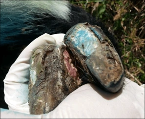 File:Foot disease.webp