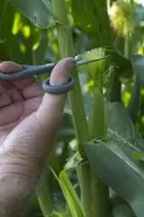 File:159px-Maize 4.webp
