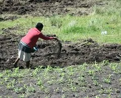 File:240px-890px-Manure.webp