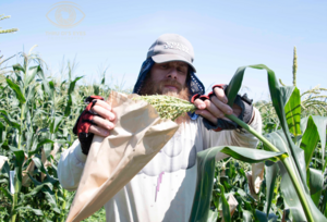 File:300px-Maize 6.png