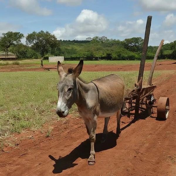 File:600px-Img 6 1.webp