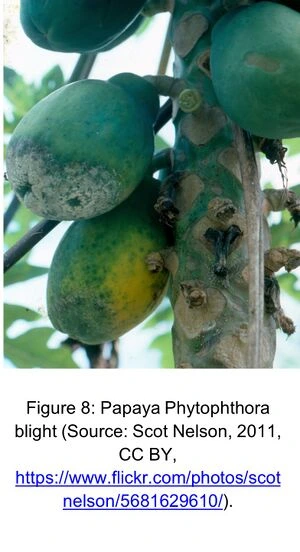 File:Fig9.webp