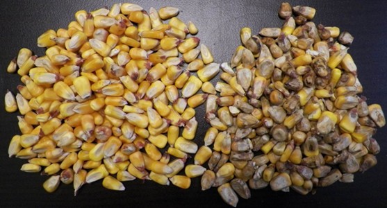 File:Maize 11.jpg