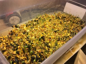 File:Sprouted.webp
