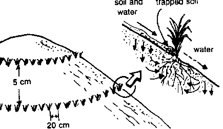 File:Vegetative barriers.webp