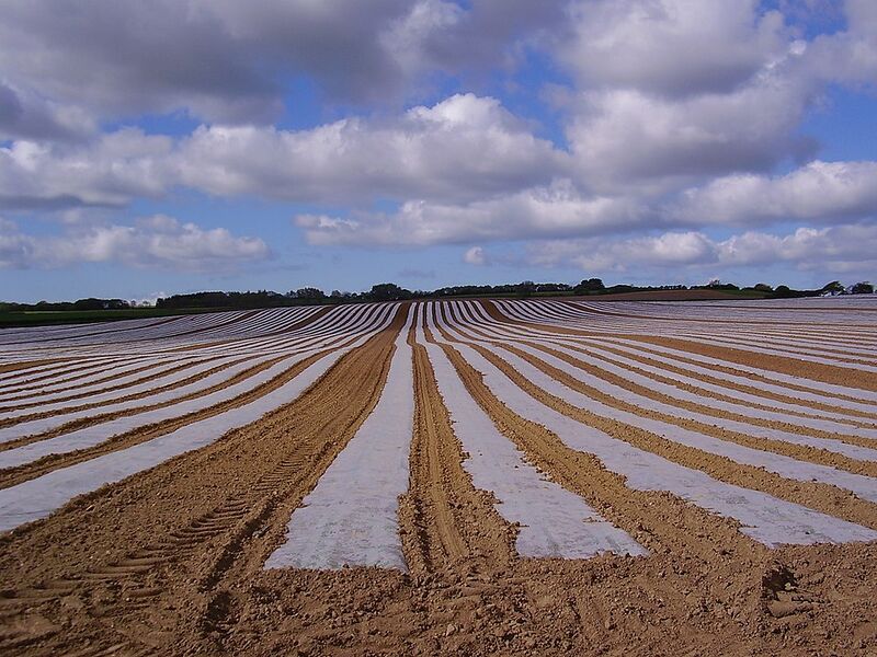 File:800px-960px-Plastic mulch.jpg
