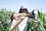 File:180px-Maize 6.webp
