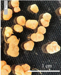 File:P90.gif