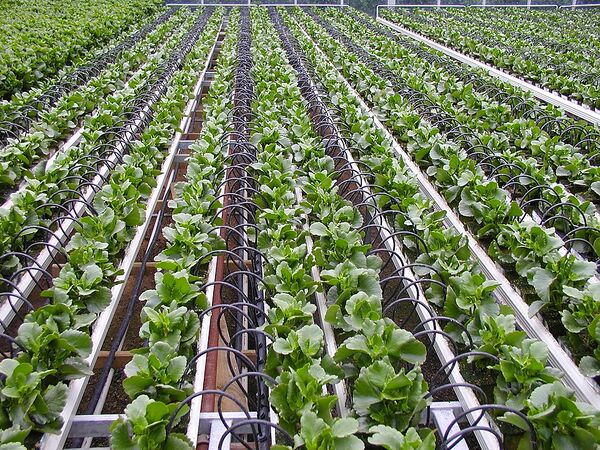 File:600px-960px-greenhouse.jpg
