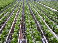 File:120px-960px-greenhouse.jpg