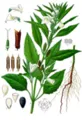 File:82px-SPLANT.webp