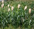 File:120px-Maize 7.webp