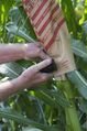 File:79px-Maize 9.jpg