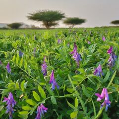 File:240px-4.34.jpeg