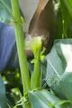 File:80px-Maize 8.webp