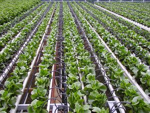 File:300px-960px-greenhouse.jpg