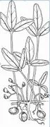 File:71px-Capture 673.webp