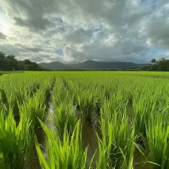 File:240px-2.11 farm.webp