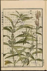 File:20260410180014!ANCIENT.webp