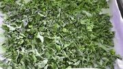 File:180px-PUMPKIN LEAVES.jpg