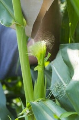 File:Maize 8.jpg
