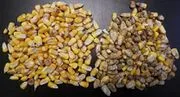File:180px-Maize 11.webp