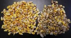 File:240px-Maize 11.webp