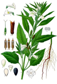 File:SPLANT.png