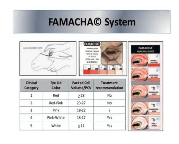 File:Famacha.webp