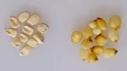 File:180px-User 23.webp