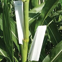 File:240px-Maize 3.jpg