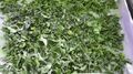 File:120px-PUMPKIN LEAVES.jpg