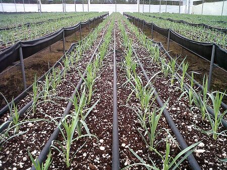 File:20260410180443!450px-960px-drip irrigation.jpg
