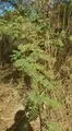 File:66px-G23.webp